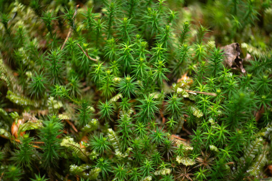 Macro texture background of vibrant green polytrichum commune moss on forest floor