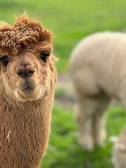 Naklejka premium Alpaca