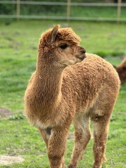 Naklejka premium two alpaca