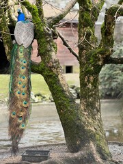 Obraz premium peacock in the park
