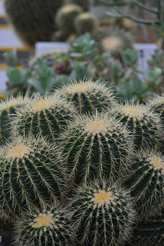 Botanico de Arganzuela