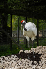 Fototapeta premium Red-crowned crane, also known as the Japanese crane
