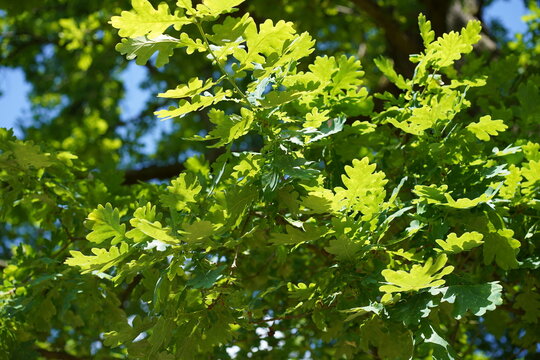 Nahaufnahme einer Stiel-Eiche (Quercus robur) mit gr&uuml;nen Bl&auml;ttern bei Sonnenschein im Sommer