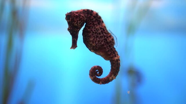 Cinematic macro image capturing calm seahorse in aquarium environment. Detailed portrait of solitary brown seahorse highlighting conservation and peacefulness in water tank