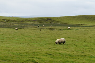 Obraz premium moutons irlandais dans le Comté de Clare, Irlande
