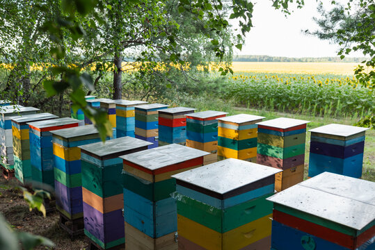 Rows of colorful beehives in an apiary near a blooming sunflower field. Bright wooden hives in the shade of trees embodying hard work, beekeeping traditions and ecological harmony