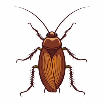Illustration of a Cockroach