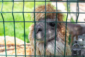 Obraz premium A fluffy alpaca with shaggy hair looks through a green wire fence in a park. animal portrait, zoo enclosure, woolly livestock.
