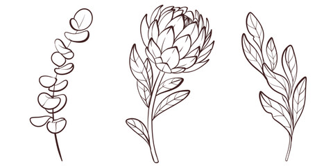 Banner with protea and eucalyptus elements, black and white line art vector illustration, botanical design © Yekaterina Kashutina