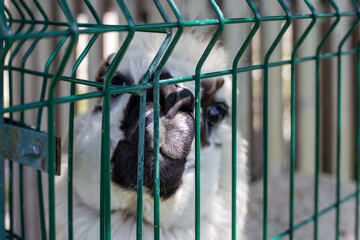 Obraz premium A cute white-spotted alpaca behind a green wire fence at the zoo. Animal welfare at the zoo, curious mammal, outdoor park.