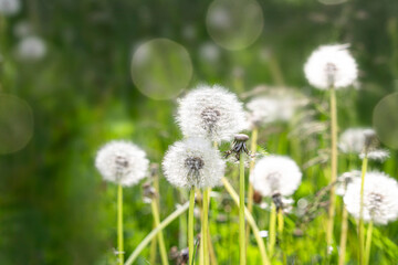 Obraz premium Dandelions on the field of green grass with bokeh. Stock Photo background