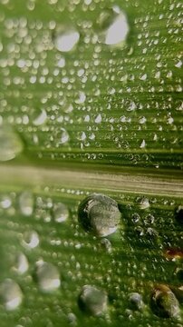Fresh Dewdrops on Green Corn Leaf (Zea mays) Shifting Gently for Organic Skincare Commercial Background 4K Horizontal Panning Loop