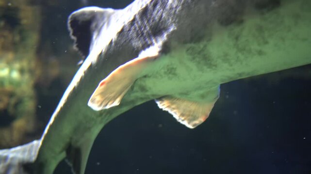Closeup sturgeon underbelly and fins, detailed texture and mottled markings, rippled light across skin, lowangle motion suggesting turn or feed, dramatic greenblue tones