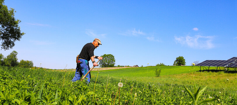 A farmer mows grass with a hand scythe, foraging in the countryside. A mature farmer mows young green rye for cattle feed.
