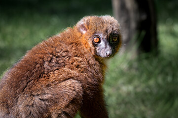Fototapeta premium Red Bellied Lemur Sitting on a Fallen Log