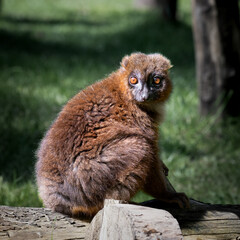 Fototapeta premium Red Bellied Lemur Sitting on a Fallen Log