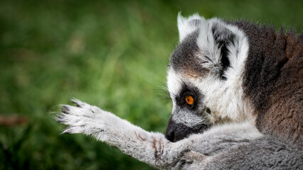 Fototapeta premium Ring-tailed Lemur Cleaning its Arm