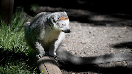 Fototapeta premium Female Crowned Lemur Sitting on a Log