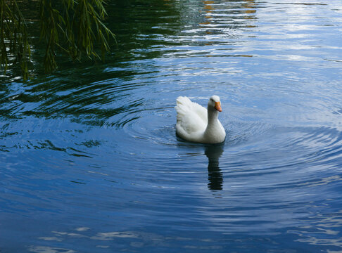Geese in Nanclares de la Oca, large village in the province of Alava, Basque Country, Spain