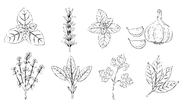 Vintage Hand Drawn Herbs and Spices Woodcut Illustration Set with Basil Rosemary Mint Garlic Thyme and Sage