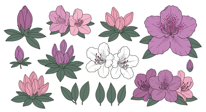 Purple and pink azalea flowers, floral illustration set, spring background