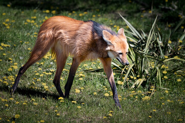 Obraz premium Maned Wolf Walking on Grass