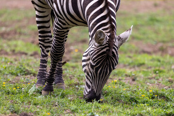 Fototapeta premium Zebra Grazing In Green Field Close-Up Showing Black And White Stripes And Animal Detail
