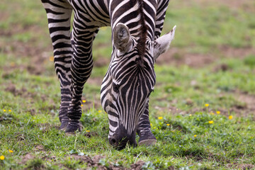 Fototapeta premium Close‑Up Zebra Grazing In Green Grass Showing Black And White Stripes, Wildlife Animal Portrait