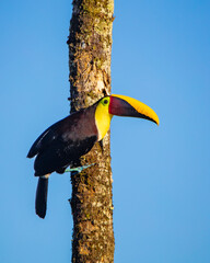 Yellow-fronted toucan © Nick Hobgood