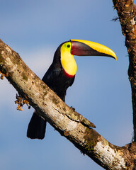 Yellow-fronted toucan © Nick Hobgood