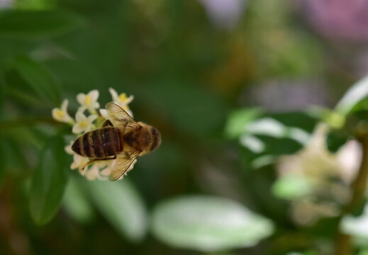 Biene auf einer Liguster-Bl&uuml;te