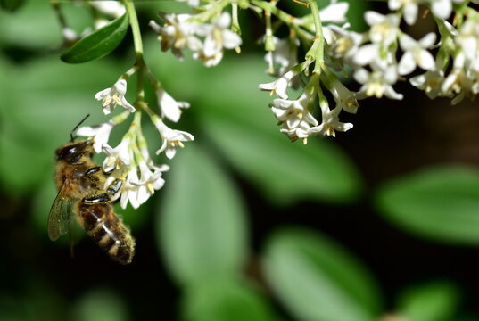 Biene auf einer Liguster-Bl&uuml;te