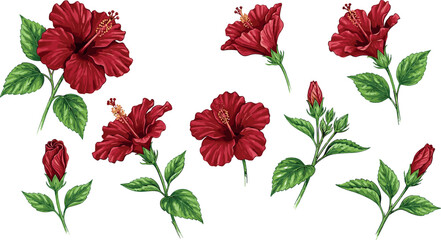 Realistic Red Hibiscus Flower Vector Collection with Blooming Tropical Blossoms Stems and Green Leaves for Exotic Summer Botanical Pattern Layouts © MdRaisul