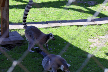 Fototapeta premium Two ring-tailed lemurs rest and search for food on green grass in a zoo enclosure on a sunny day. One primate with a funny long striped tail stands while another sits nearby.