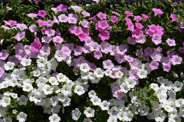 Fototapeta premium ペチュニア 花模様