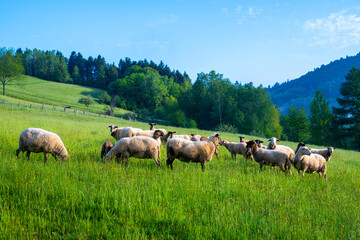 Wypas reliktowy Wapienne, Dolina Popradu. © Maciej G. Szling
