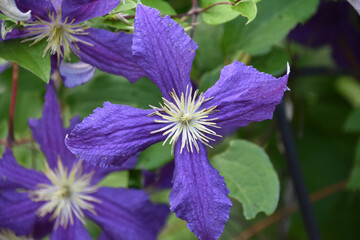 Naklejka premium Dark Purple Clematis Blooming in a Garden