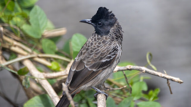 Red-vented Bulbul bird resting on branch with soft natural background and detailed feathers