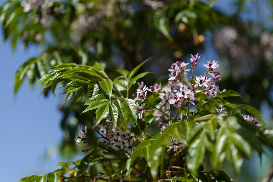 Melia azedarach, chinaberry tree natural macro floral background
