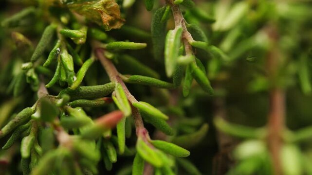 Green thyme bunch tied together, aromatic spices of dried thyme for use in cooking and folk medicine, herbal tea, kitchen. 