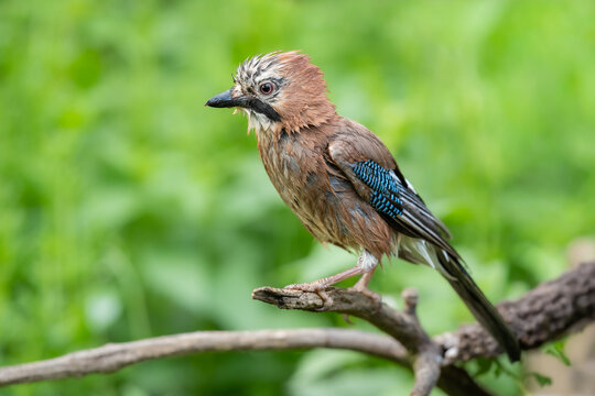 Eurasian jay, Garrulus glandarius standing in shallow water. Beautiful wild bird close up profile view at a forest pool with soft green background.