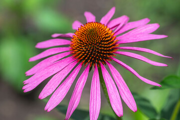 Fototapeta premium Echinacea purpurea purple white coneflowers flowering plants, group of ornamental medicinal hedgehogs flower in bloom