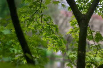 Fototapeta premium Acer palmatum green leaves in soft light Japanese maple natural background