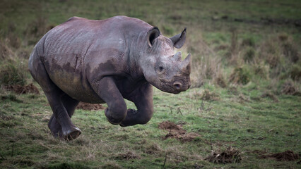Fototapeta premium Black Rhinoceros Playing on Grass