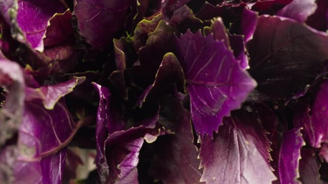 The farmer is holding a bunch of fresh pink purple basil. Vitamins and greens in the food concept, kitchen, cooking pesto