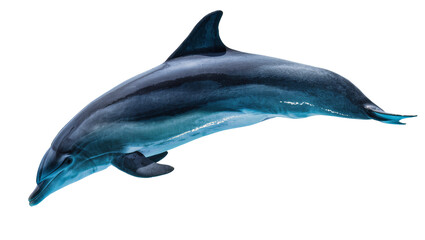 Obraz premium Sleek blue dolphin leaping, isolated on transparent background