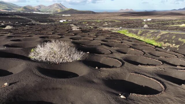Lanzarote La Geria volcanic vineyards unique grape growing