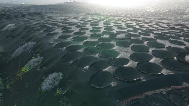 La Geria volcanic vineyards Lanzarote Canary Islands morning sun