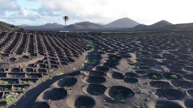 Lanzarote volcanic vineyards in La Geria Canary Islands