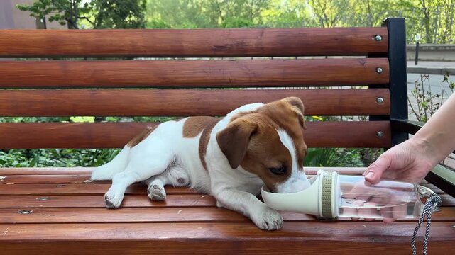 Cute Jack Russell Terrier dog drinks water from a bottle while lying on a bench during a hot summer day. Concept of pet hydration, responsible pet ownership and summer heat safety